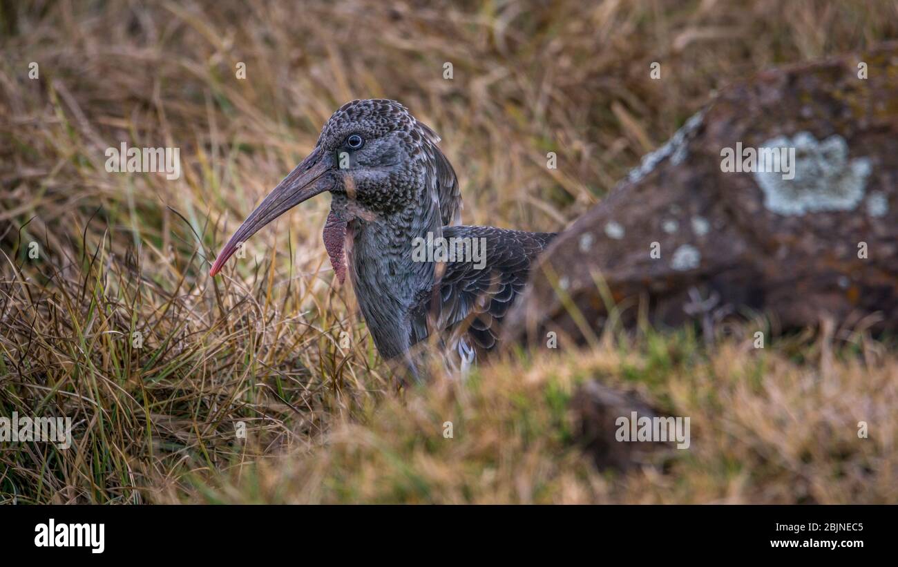 Aufnahme während einer Reise nach Süd-Äthiopien, Bale Mountains National Park Stockfoto