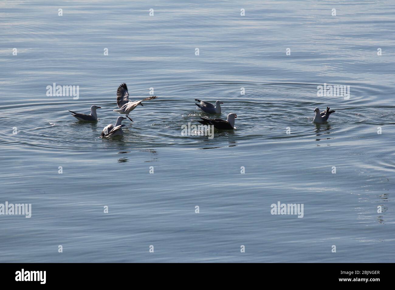 Silber- und Pazifikmöwen auf dem Wasser und im Flug in Ceduna, Südaustralien Stockfoto
