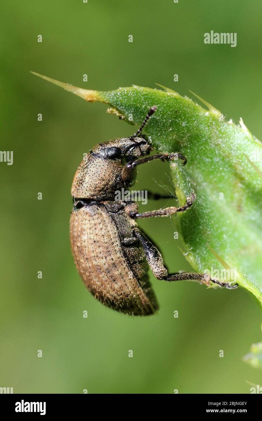 Tonfarbener Weevil - Otiorhynchus singlaris Stockfoto