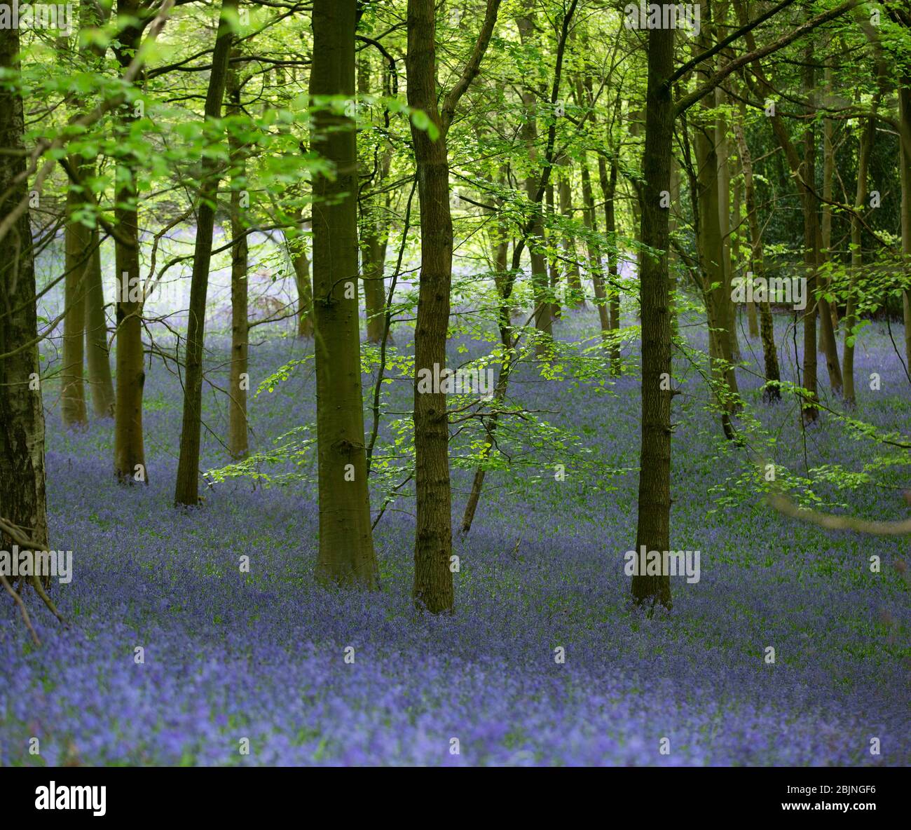 Bluebells im Wald in der Nähe von Tanworth-in-Arden, Warwickshire, Großbritannien Stockfoto