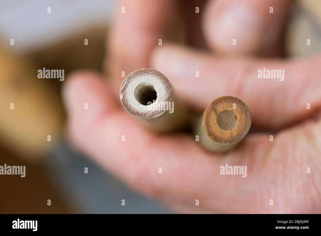 Nisthilfe für Wildbienen, die eine Seite eines Bambusstiels mit Lehm verschließen Stockfoto