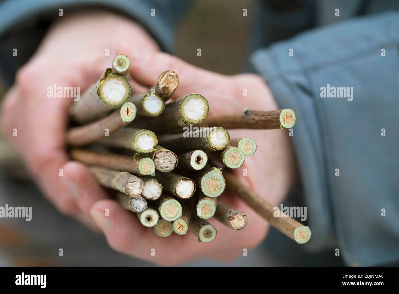 Nisthilfe für Wildbienen, Schritt eins: Sammeln von Schafen Stockfoto