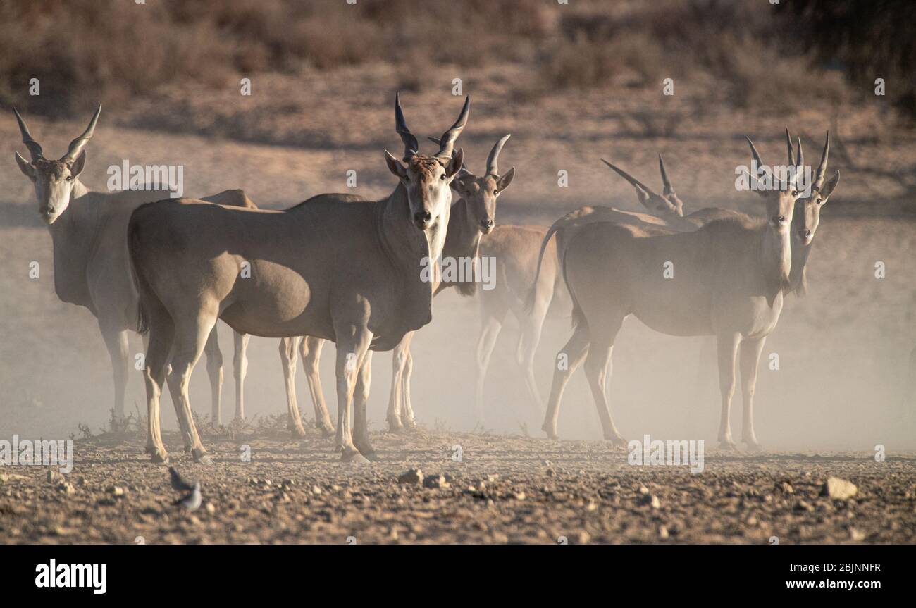 Herde von gemeinsamen Eland im Busch, Südafrika Stockfoto