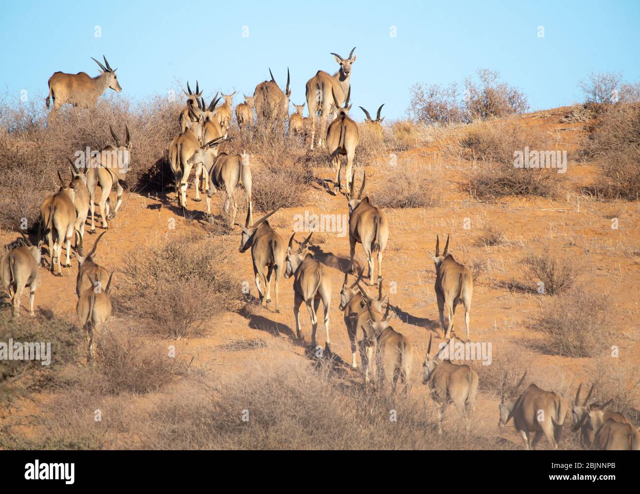 Herde von gemeinsamen Eland im Busch, Südafrika Stockfoto