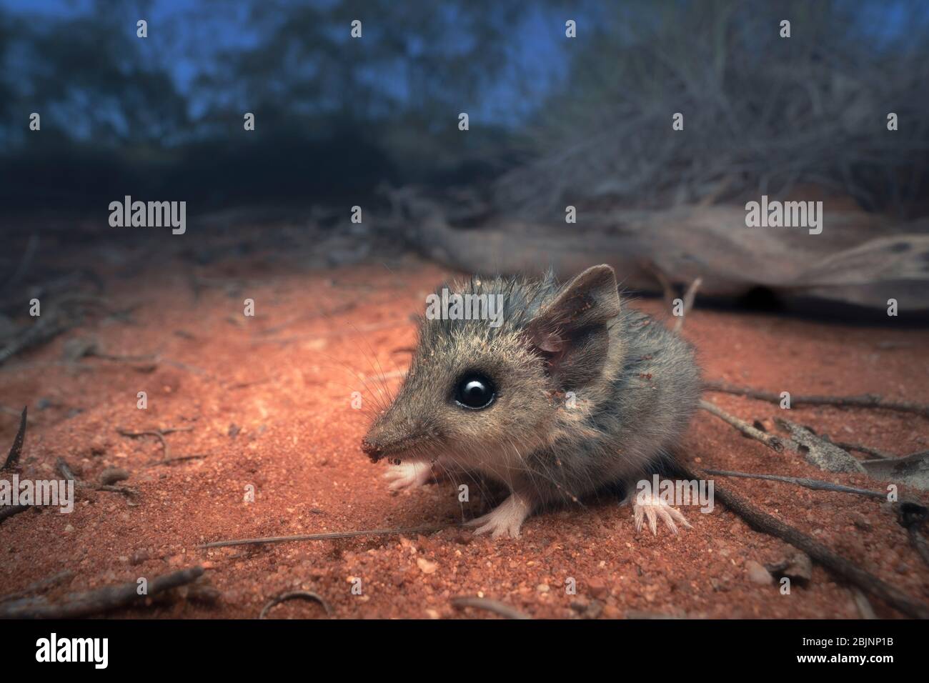 Schmalschwanz-Dunnart im Outback, Australien Stockfoto