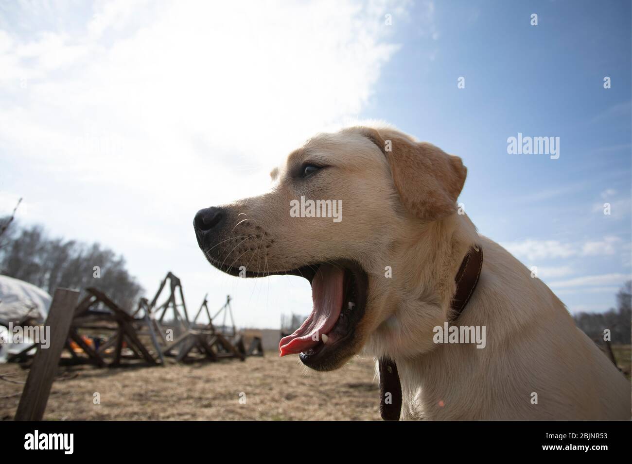 Nahaufnahme von Creme labrador Retriever Hund Öffnung seinen Mund in Bellen auf Spaziergang im Freien mit blauem Himmel auf Hintergrund. Hunde, Emotionen, Verteidiger, tra Stockfoto
