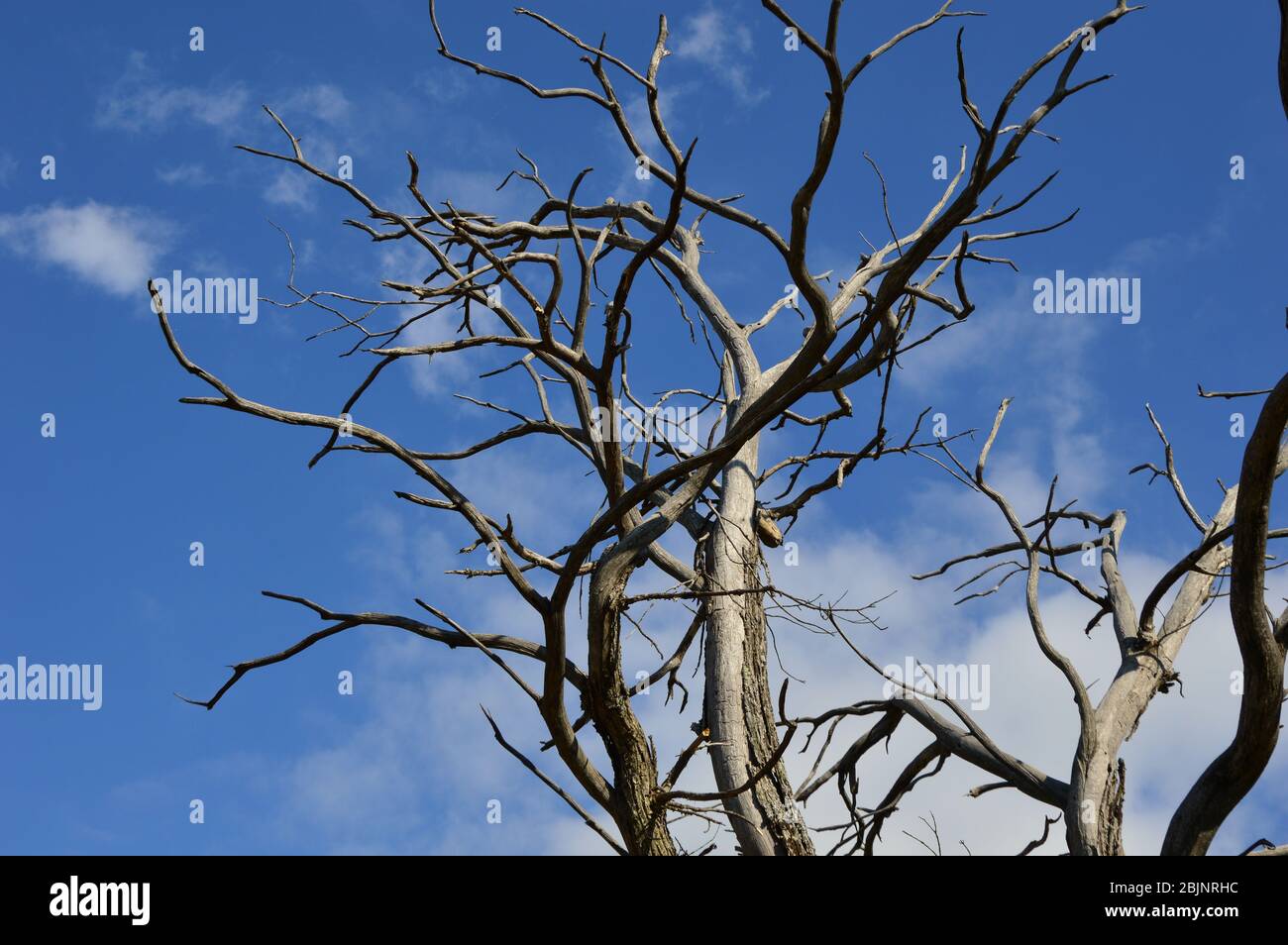 Einen toten Baum im Wald mit blauem Himmel Hintergrund Stockfoto