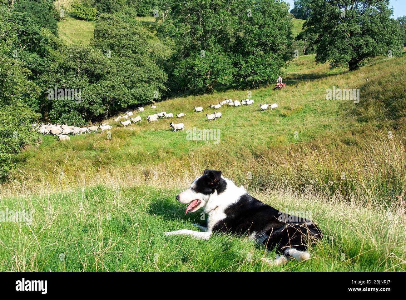 Shepherd auf einem Quad-Bike Treffen in Schafherde, Ravenstonedale, Cumbria, Großbritannien. Stockfoto