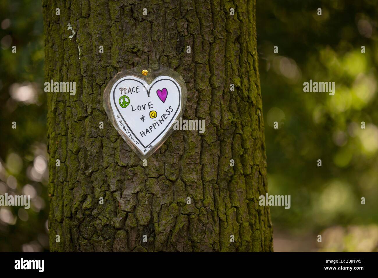 Selbstgemachte herzförmige Zeichen, die während der COVID-19-Pandemie 2020 an einen Eichenbaum festgeklemmt wurden. London, England, Großbritannien Stockfoto