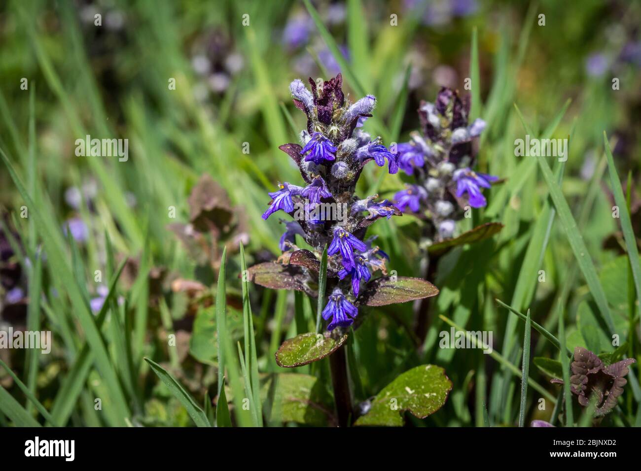 Buglebherb, Kriechender Günsel (Ajuga reptans) Stockfoto