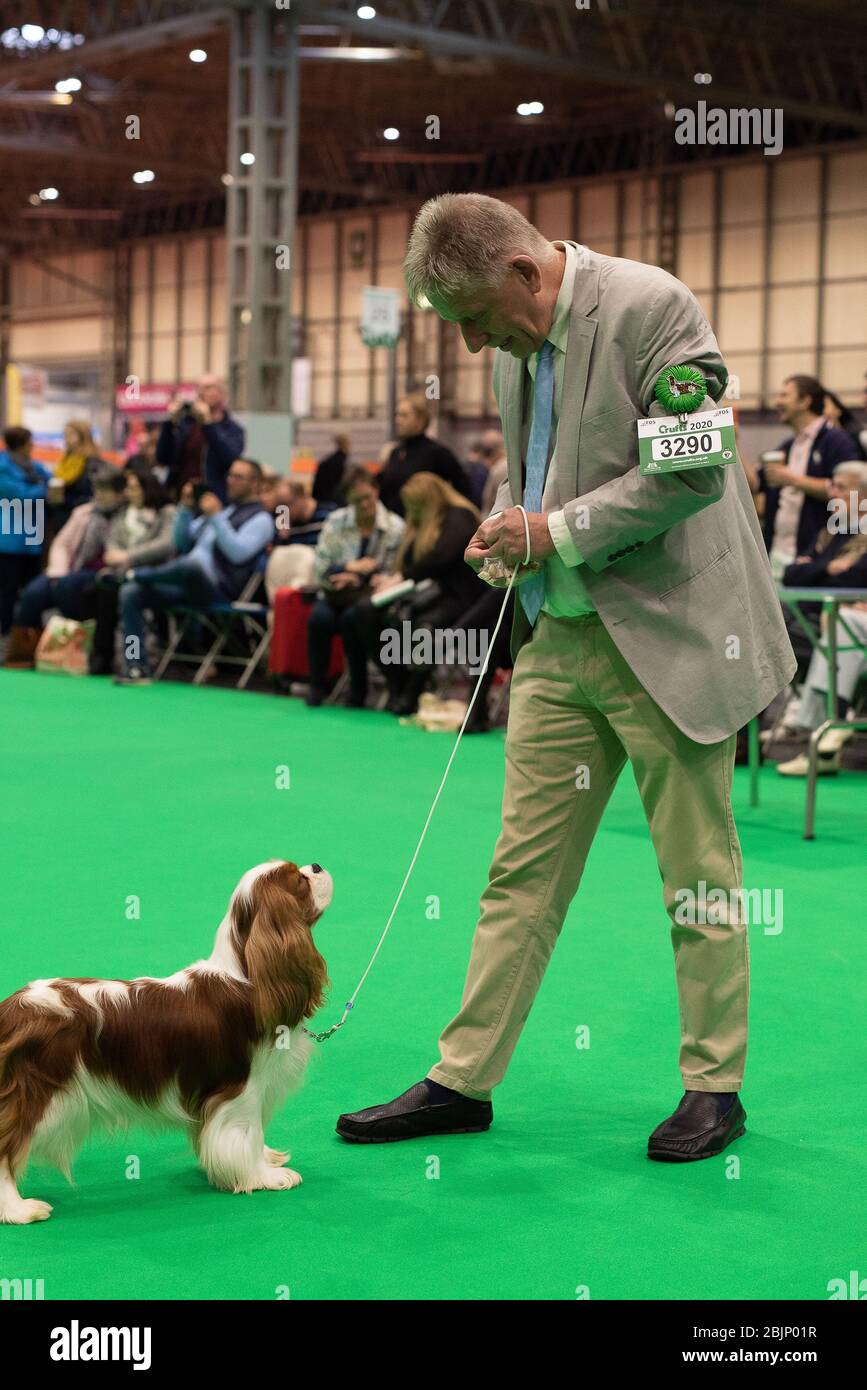 CRUFTS: Cavalier King Charles Spaniels in den Rasseringen am Toy & Utility Day am 5. März 2020 Stockfoto