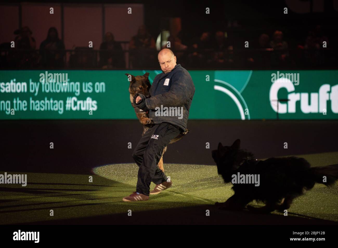 West Midlands Police Dogs zeigen ihre Fähigkeiten in der Resorts World Arena am 5. März 2020 Stockfoto