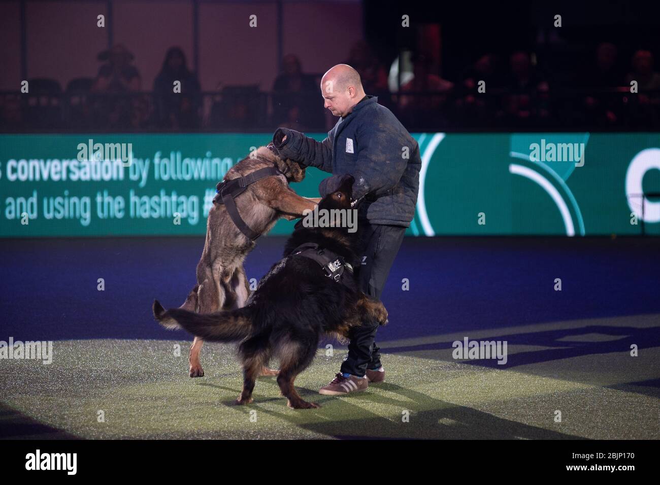 West Midlands Police Dogs zeigen ihre Fähigkeiten in der Resorts World Arena am 5. März 2020 Stockfoto