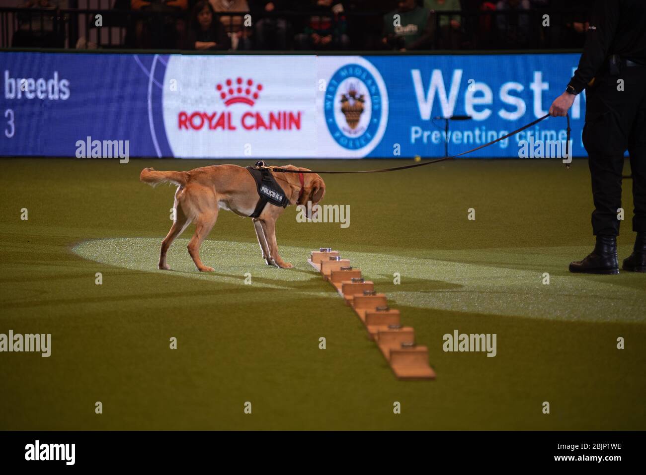 West Midlands Police Dogs zeigen ihre Fähigkeiten in der Resorts World Arena am 5. März 2020 Stockfoto