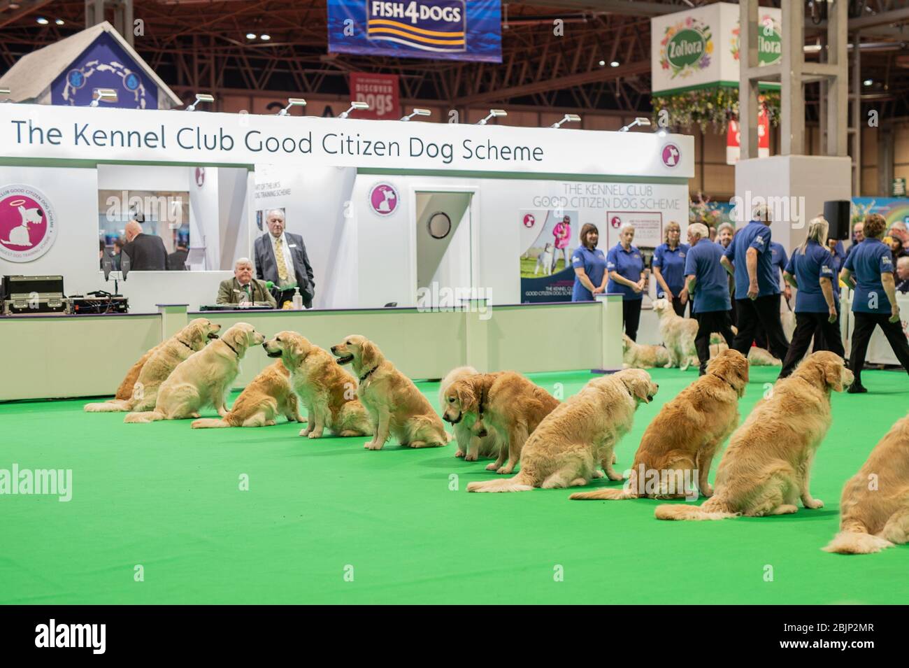 CRUFTS: Das Southern Golden Retriever Display Team zeigt am 6. März 2020 im Good Citizen Dog Scheme Ring ihre Routine Stockfoto