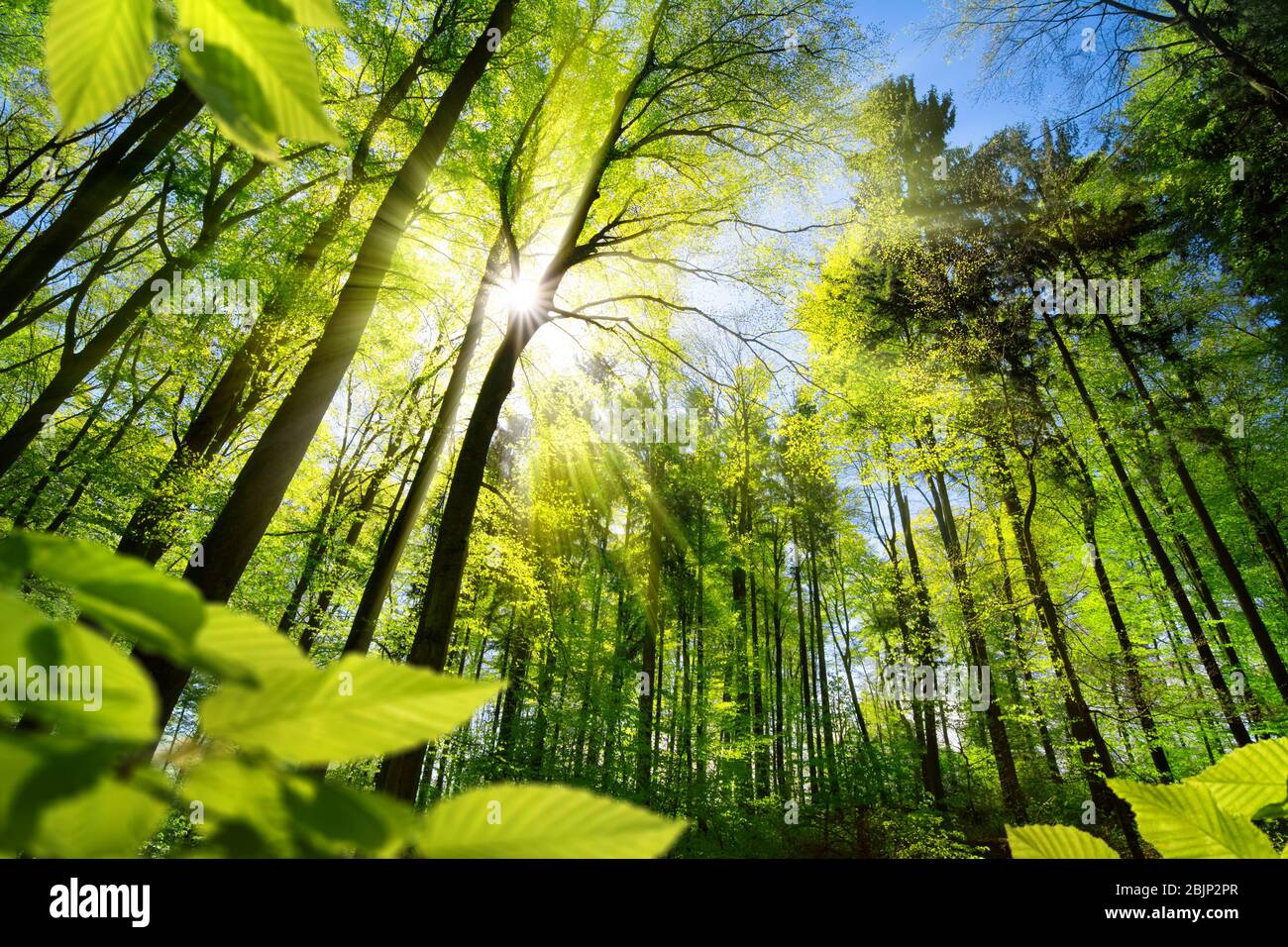 Malerischen Wald von frischen grünen Laubbäumen umrahmt von Blätter, mit der Sonne Gießen ihre warmen Strahlen durch das Laub Stockfoto