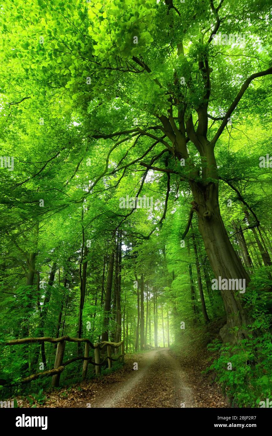 Majestätische Buche an einem Pfad, der in einen hellen nebeligen Ort in einem grünen schattigen Wald mit weichem Licht, lebendigen Farben, Hochformat führt Stockfoto