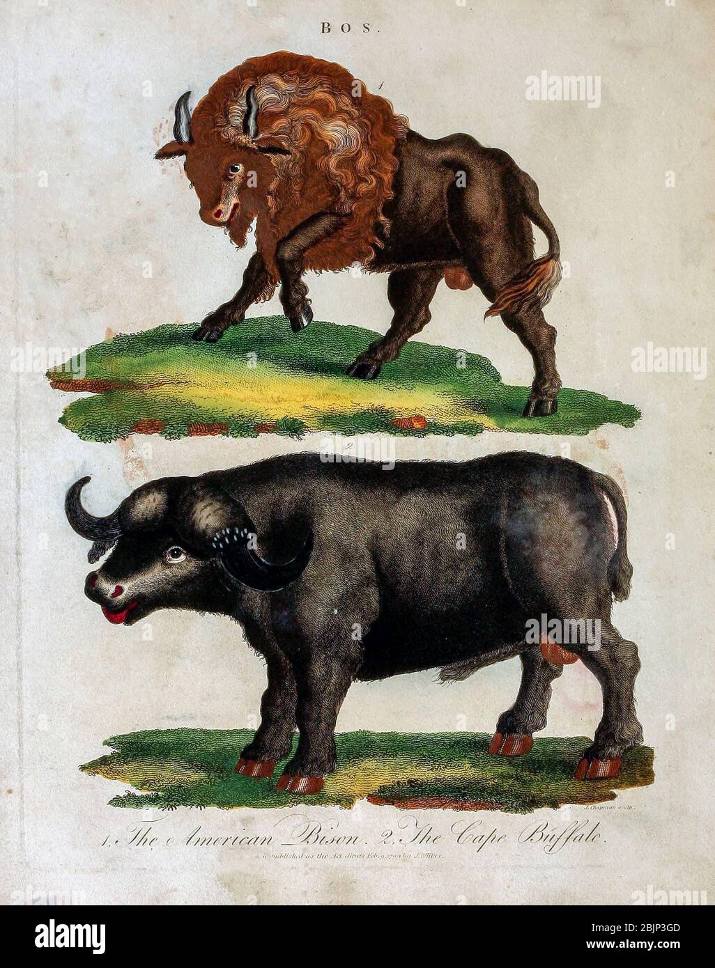 Bos. American Bison (Bison Bison) and Cape Buffalo (Synercus caffer) Kupferstich mit Handkolorierung aus Encyclopedia Londinensis, OR, Universal Dictionary of Arts, Sciences, and literature [diverse Plates] von Wilkes, John Erscheinungsdatum 1796-1829 Stockfoto