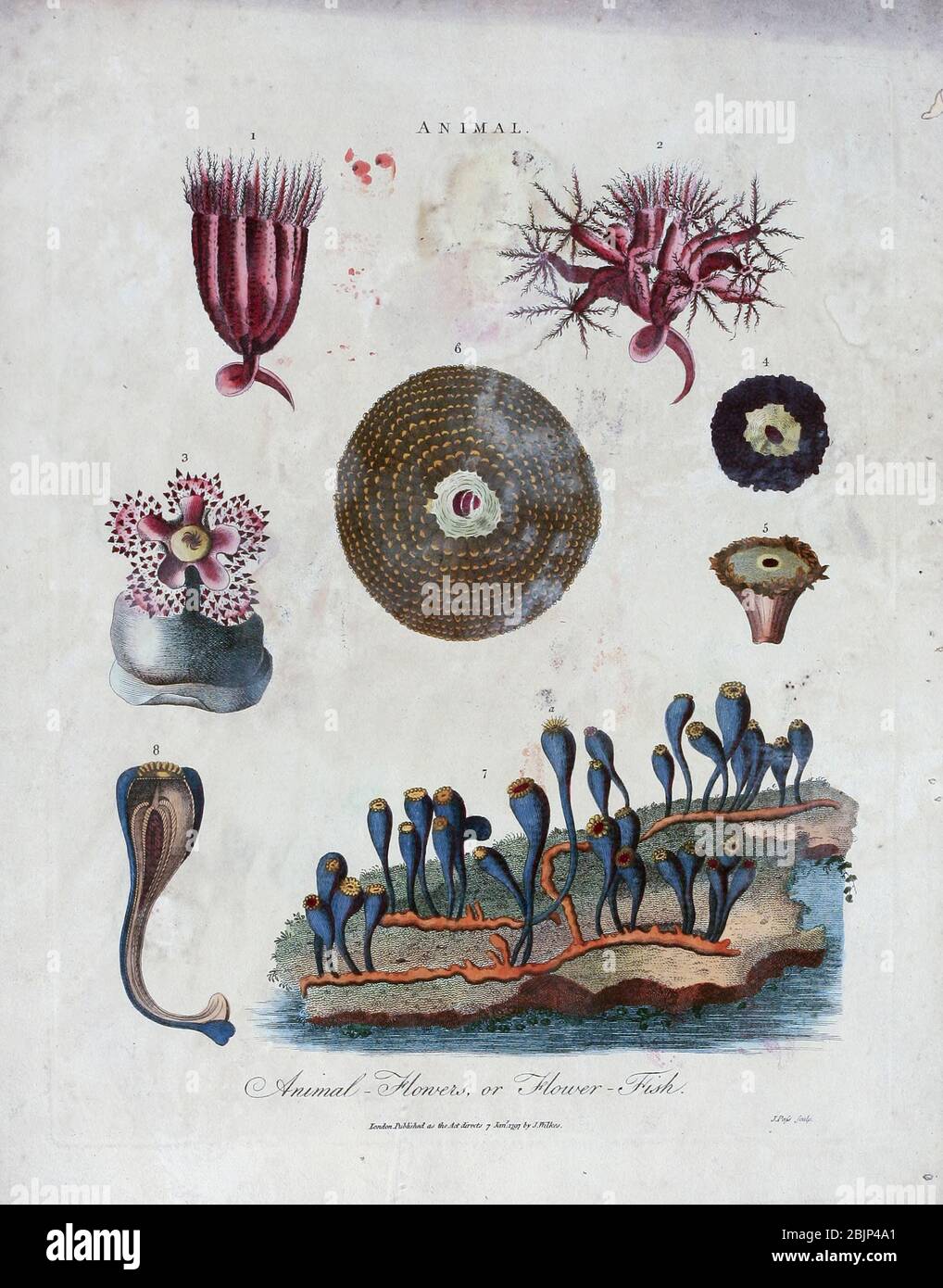 Tier. Tier- Blumen oder Blumenfisch. Kupferstich mit Handkolorierung Encyclopedia Londinensis, OR, Universal Dictionary of Arts, Sciences, and literature [diverse Plates] von Wilkes, John Erscheinungsdatum 1796-1829 Stockfoto