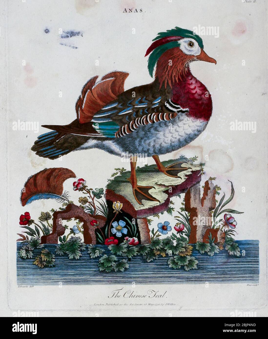 Anas. The Chinese teal [Mandarin Duck, Aix galericulata ] Kupferstich mit Handkolorierung aus Encyclopedia Londinensis, OR, Universal Dictionary of Arts, Sciences, and literature [diverse Plates] von Wilkes, John Erscheinungsdatum 1796-1829 Stockfoto