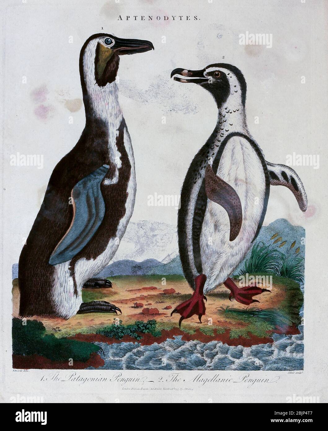 Aptenodytes der patagonische Pinguin der Magallanische Pinguin (Spheniscus magellanicus) Kupferstich mit Handkolorierung aus Encyclopedia Londinensis, OR, Universal Dictionary of Arts, Sciences, and literature [Verschiedenes Platten] von Wilkes, John Erscheinungsdatum 1796-1829 Stockfoto
