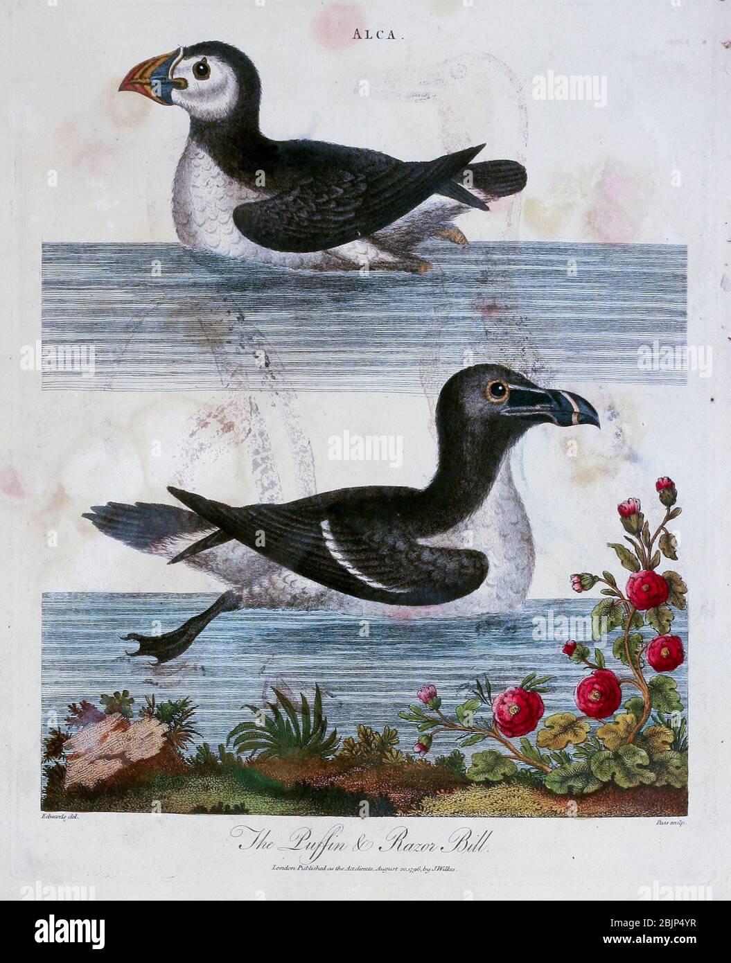 Alca (Razorbill). The Puffin and Razor Bill, Kupferstich mit Handkolorierung aus Encyclopedia Londinensis, OR, Universal Dictionary of Arts, Sciences, and literature [Miscellaneous plates] von Wilkes, John Erscheinungsdatum 1796-1829 Stockfoto