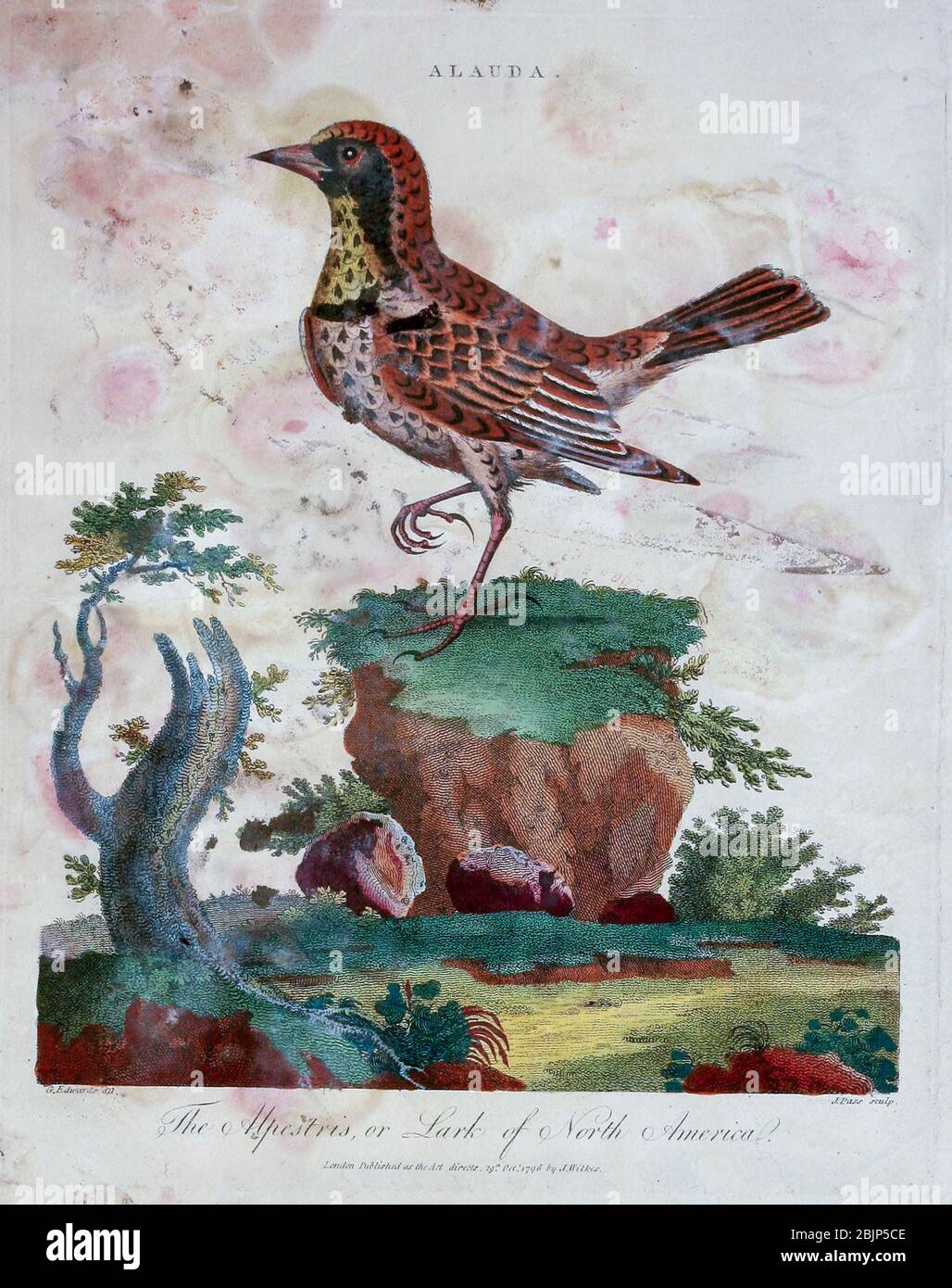 Alauda der Alpestris oder Lark von Nordamerika [Hornlerche (Eremophila alpestris)] Kupferstich mit Handkolorierung aus Encyclopedia Londinensis, OR, Universal Dictionary of Arts, Sciences, and literature [Verschiedenes Blatt] von Wilkes, John Erscheinungsdatum 1796-1829 Stockfoto