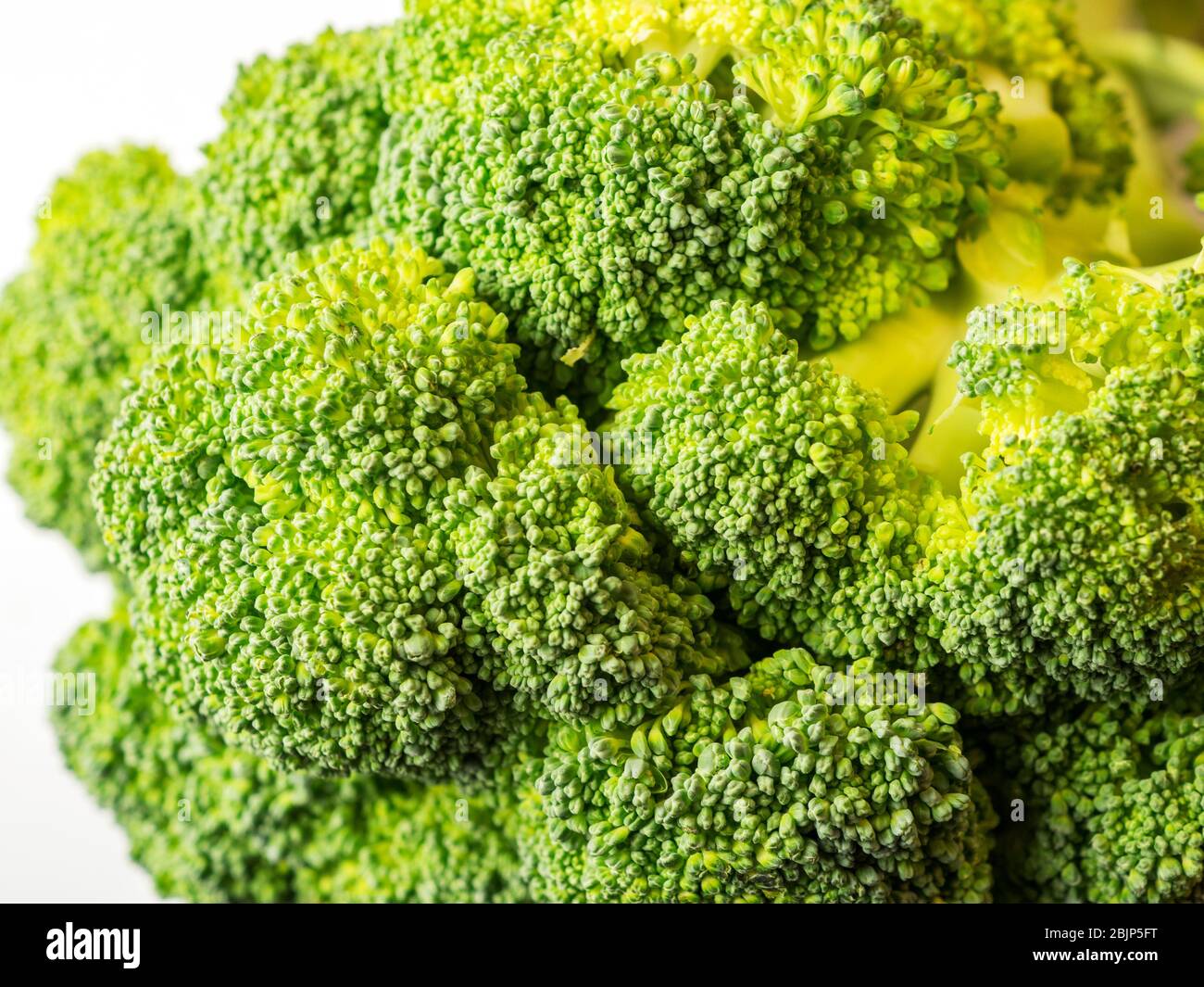 Nahaufnahme von frischem Calabrese Brokkoli vor weißem Hintergrund Stockfoto