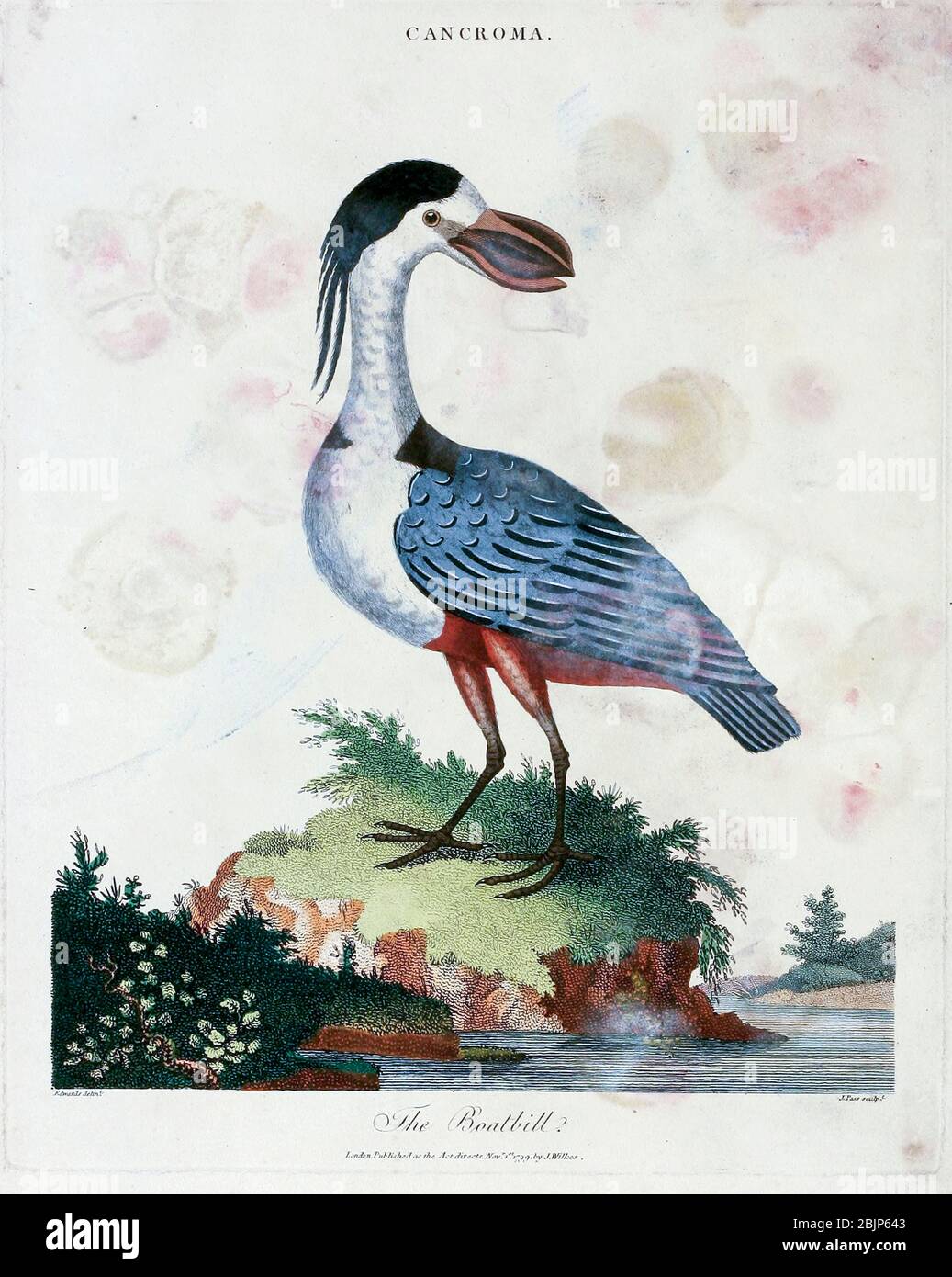 Cancroma der Bootsvogel [Bootsreiher (Cochlearius cochlearius syn Cancroma cochlearia)] Kupferstich mit Handkolorierung aus Encyclopedia Londinensis, OR, Universal Dictionary of Arts, Sciences, and literature [Miscellaneous Plates] von Wilkes, John Erscheinungsdatum 1796-1829 Stockfoto