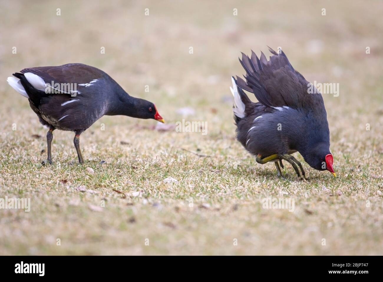 Moorhen, Gallinula chloropus, Courting Display, im Frühling. Martin Mere, Lancashire, England, Großbritannien Stockfoto