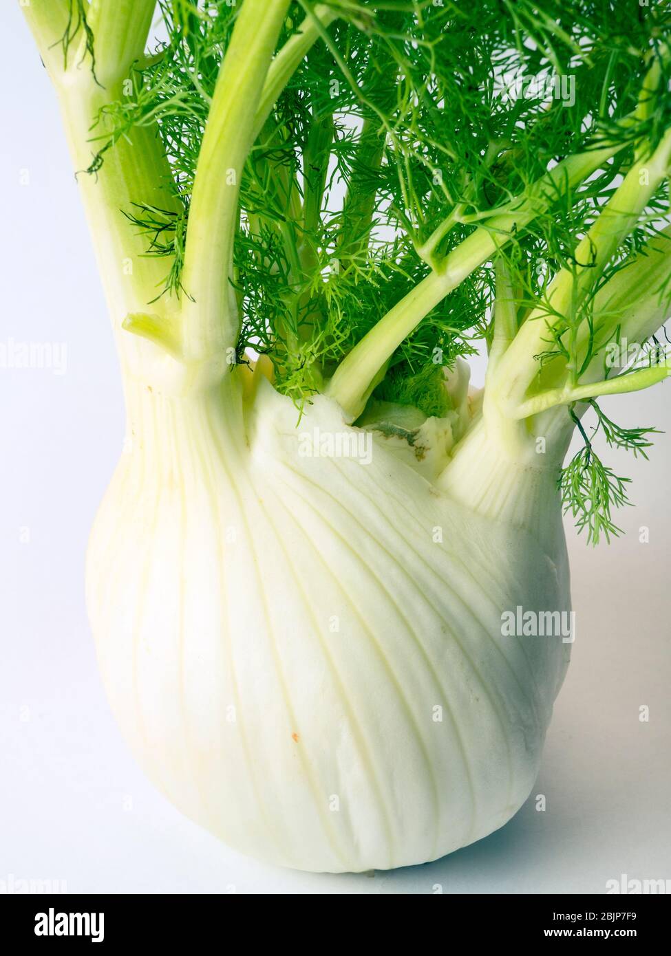 Eine Glühbirne aus Florenz Fenchel auf weißem Hintergrund Stockfoto