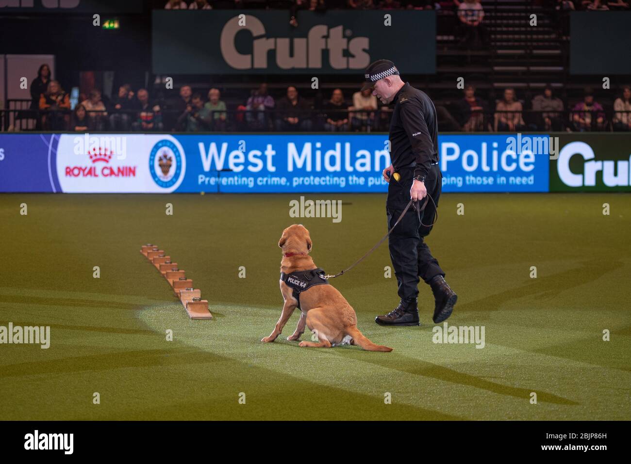 West Midlands Police Dogs zeigen ihre Fähigkeiten in der Resorts World Arena am 5. März 2020 Stockfoto