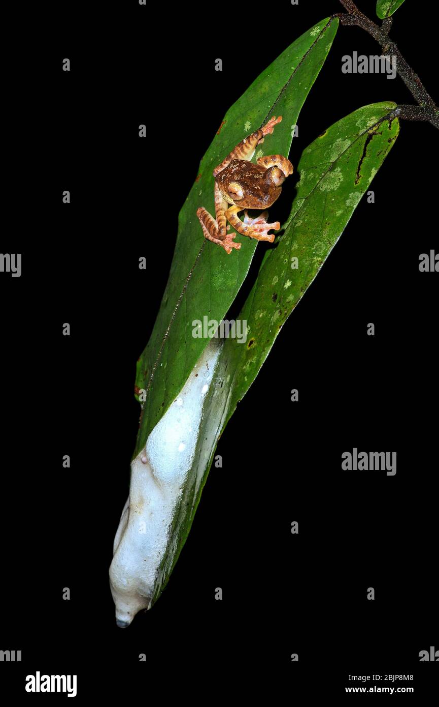 Harlekin Gleitende Baumfrosch (Rhacophorus pardalis) an seinem Schaumnest, Kubah Nationalpark, Kuching, Sarawak, Borneo, Malaysia Stockfoto