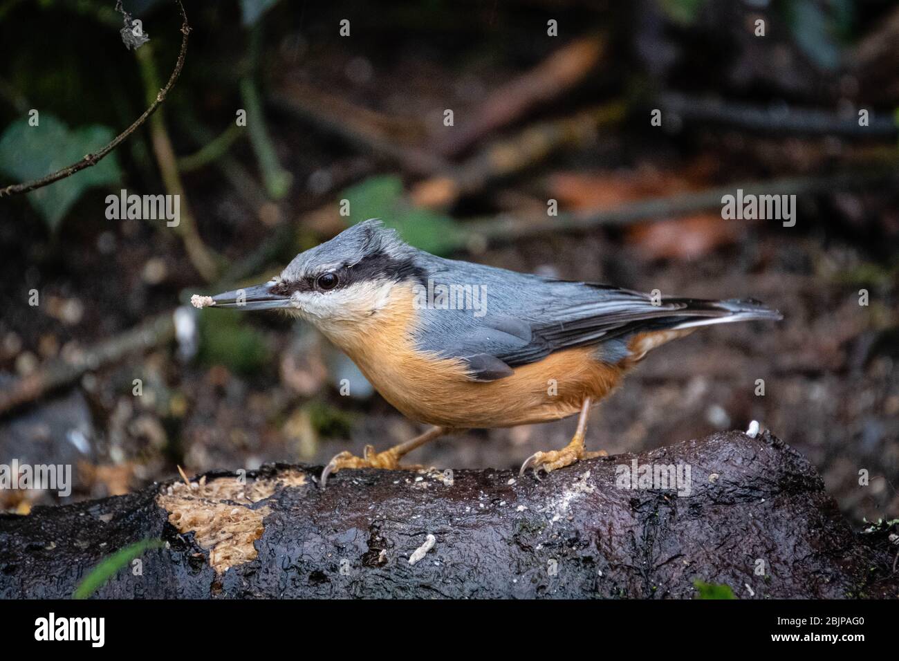 Auf einem Protokoll Stockfoto