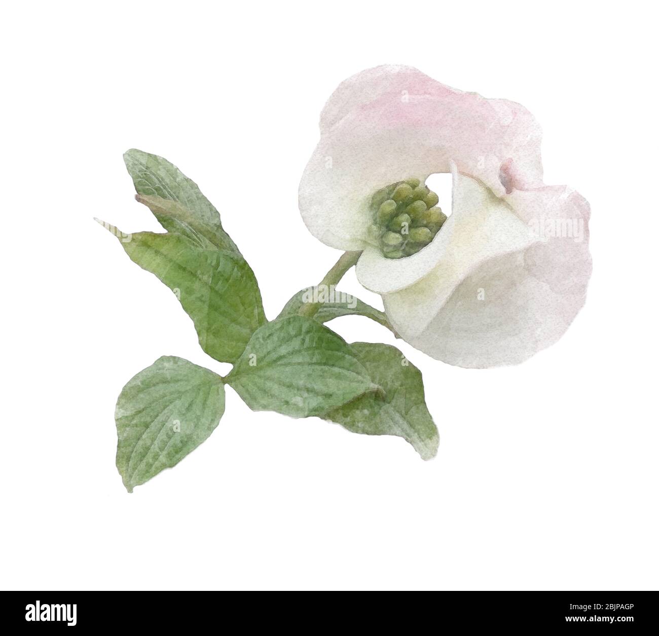 Weiß blühende dogwood auf Zweig Aquarell Illustration Foto Manipulation Effekt, Hochzeit Einladung Design Grafik Clip Art Element isoliert BA Stockfoto