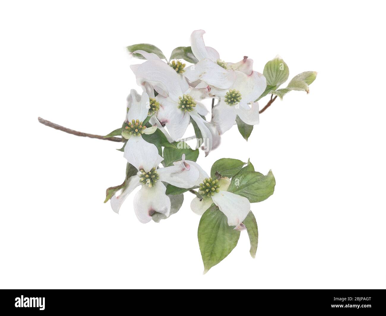 Weiß blühende dogwood auf Zweig Aquarell Illustration Foto Manipulation Effekt, Hochzeit Einladung Design Grafik Clip Art Element isoliert BA Stockfoto