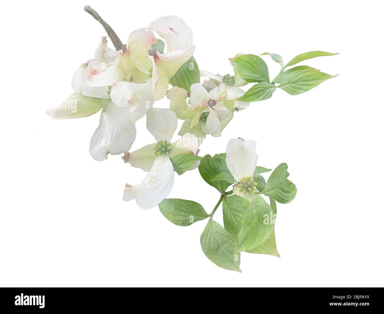 Weiß blühende dogwood auf Zweig Aquarell Illustration Foto Manipulation Effekt, Hochzeit Einladung Design Grafik Clip Art Element isoliert BA Stockfoto