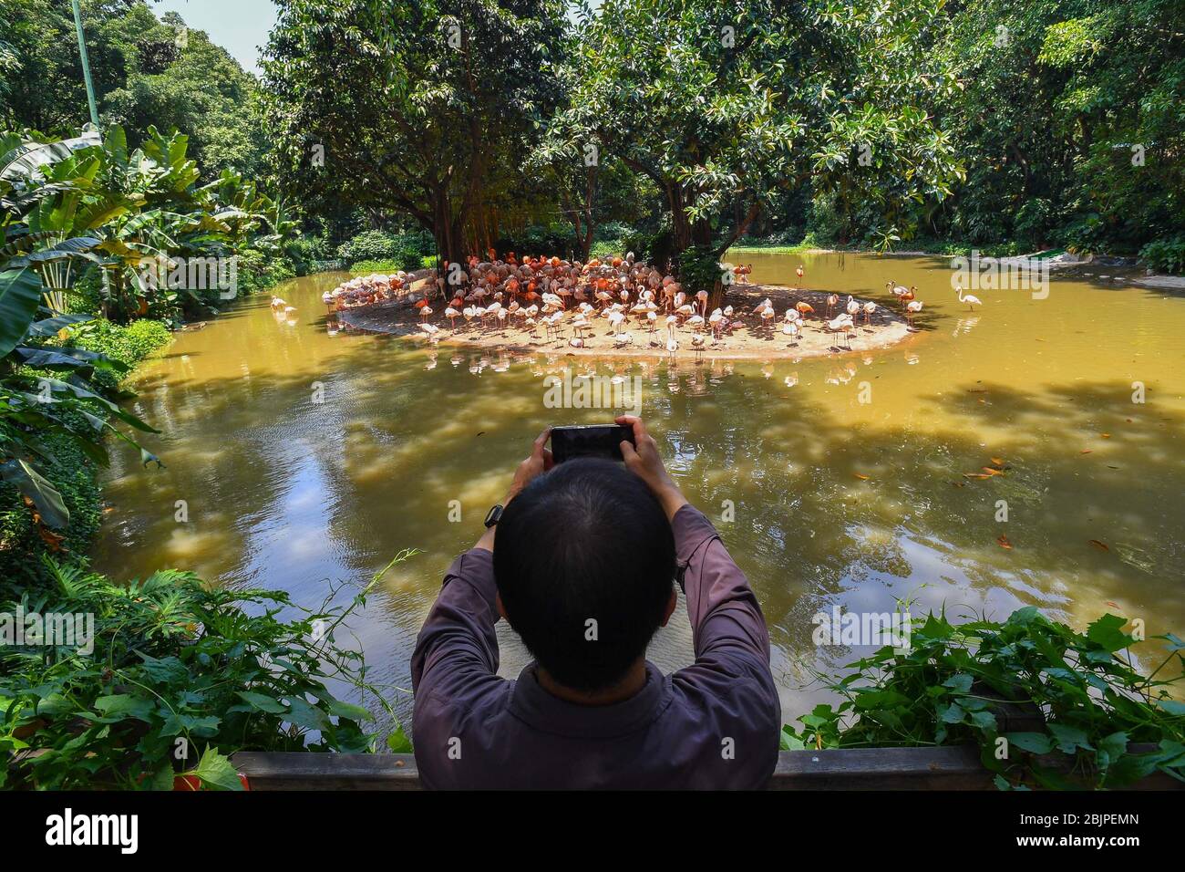 Guangzhou, Chinas Provinz Guangdong. April 2020. Ein Besucher fotografiert Flamingos im Chimelong Safari Park in Guangzhou, Südchina, Provinz Guangdong, 30. April 2020. Der Park wurde am Donnerstag mit strengen Maßnahmen zur Pandemieprävention von Coronavirus wieder für die Öffentlichkeit geöffnet. Kredit: Liu Dawei/Xinhua/Alamy Live News Stockfoto