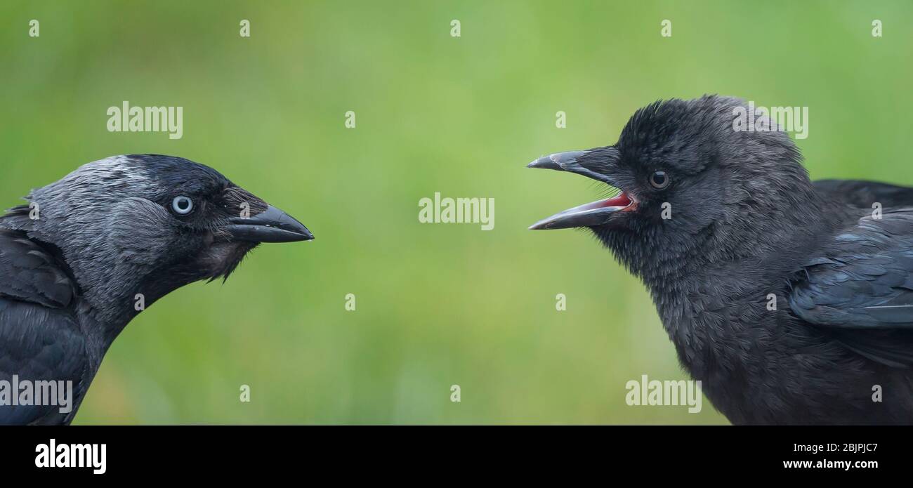 Wilde UK-Dohlen-Vögel (Corvus monedula) stehen einander gegenüber. Baby-Dohle mit offenem Schnabel wartet darauf, vom Elternvögel gefüttert zu werden. Britische Krähen, Corviden. Stockfoto