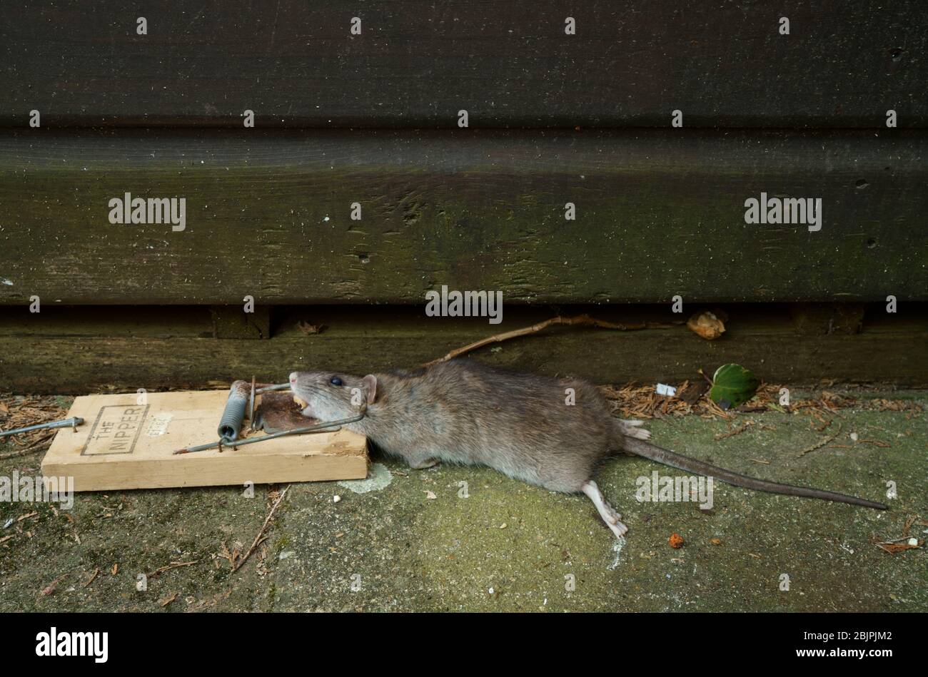 Rat caught trap trapped Fotos und Bildmaterial in hoher Auflösung Alamy
