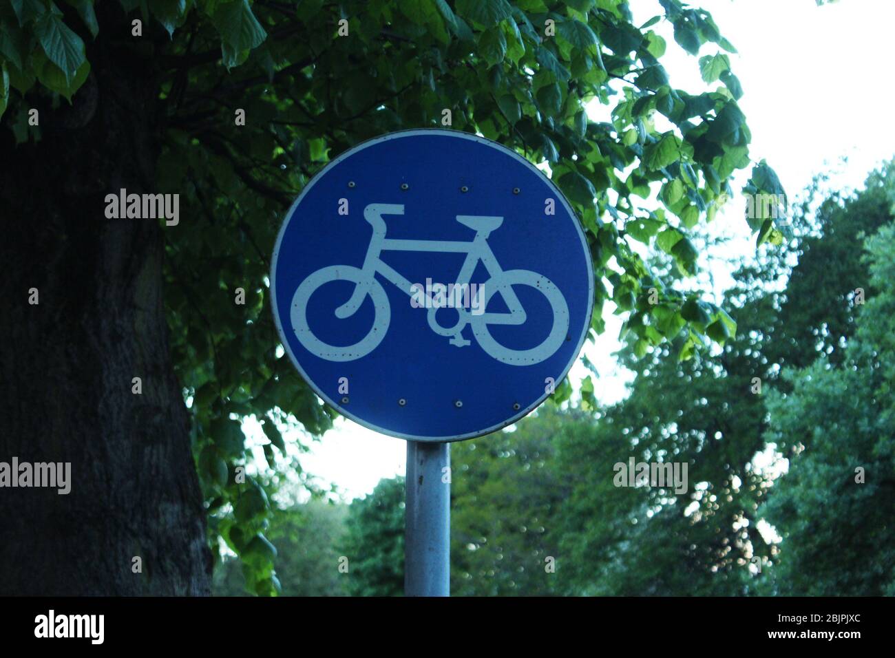 Blaues Fahrradschild vor einem Baum auf einer Straße in Manchester, England Stockfoto