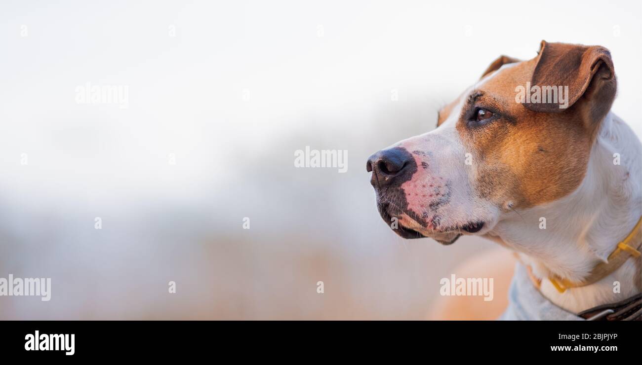 Porträt eines aktiven Hundes im Freien, Held geschossen und kopieren Raum. Satffordshire Terrier oder Boxer mutt, geringe Tiefe des Feldes Hintergrund Stockfoto