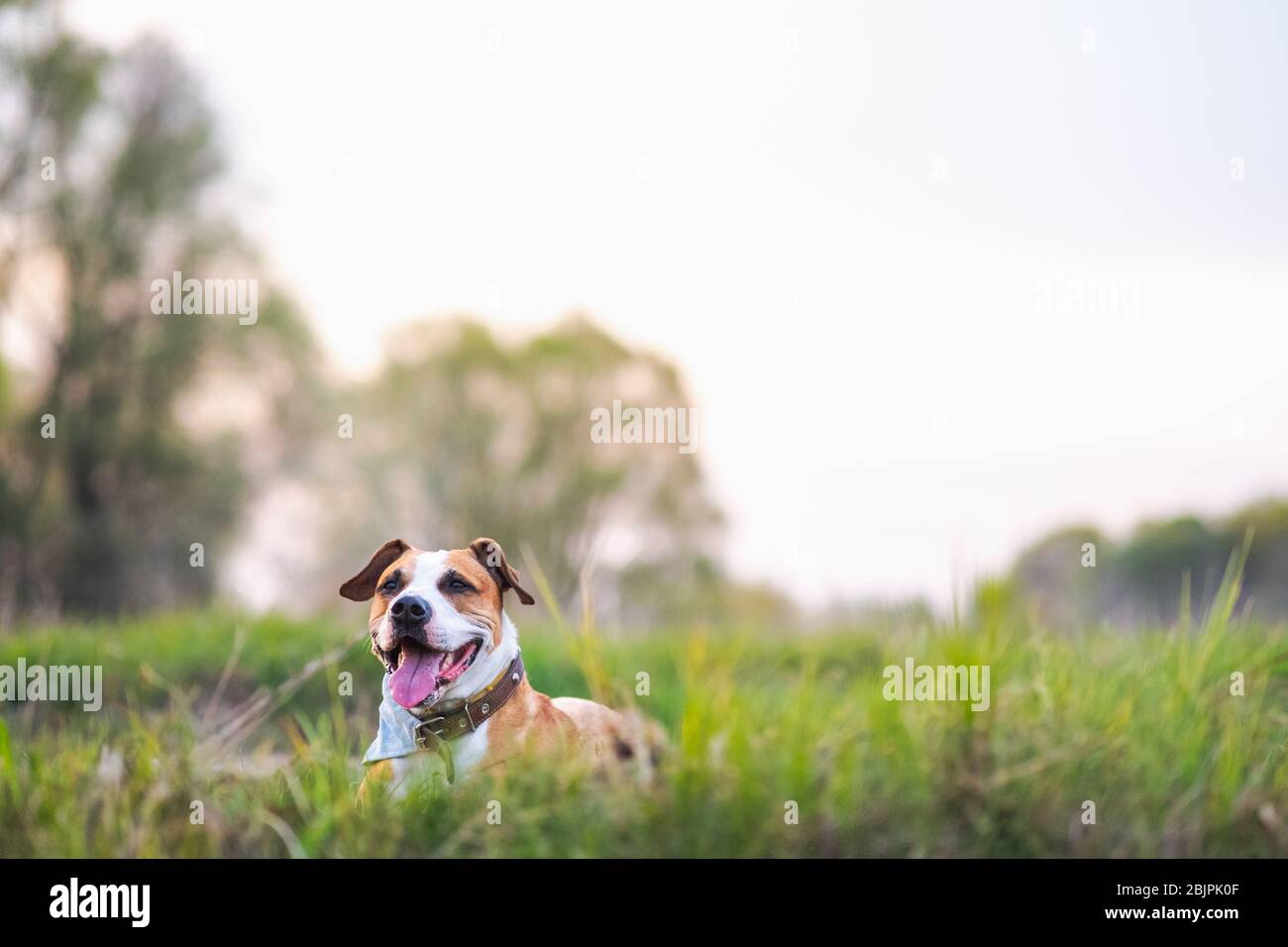 Fröhlicher aktiver Hund in den Wiesen, flache Schärfentiefe und Kopierraum. Staffordshire Terrier oder Boxermuttruht in frischem grünem Gras Stockfoto