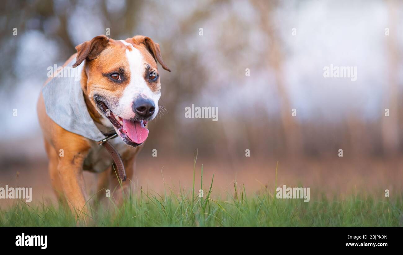 Lächelnder staffordshire Terrier Hund, der zur Kamera läuft. Aktives und glückliches Haustier in der Frühlingswiese Stockfoto