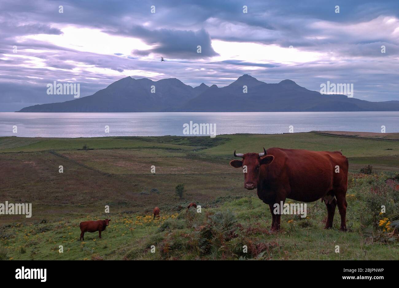 Die Weiderinder auf der Insel Eigg, mit der Insel Rum dahinter, sind die Inseln Teil der kleinen Inselgruppe in den Inner Hebrides, Schottland. Stockfoto