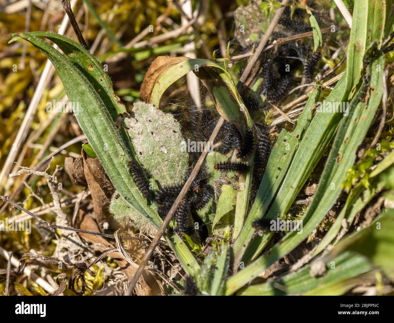 Raupen Der Fritillären Glanville. Ca. 15 mm. Wahrscheinlich 5. Stern. Stockfoto