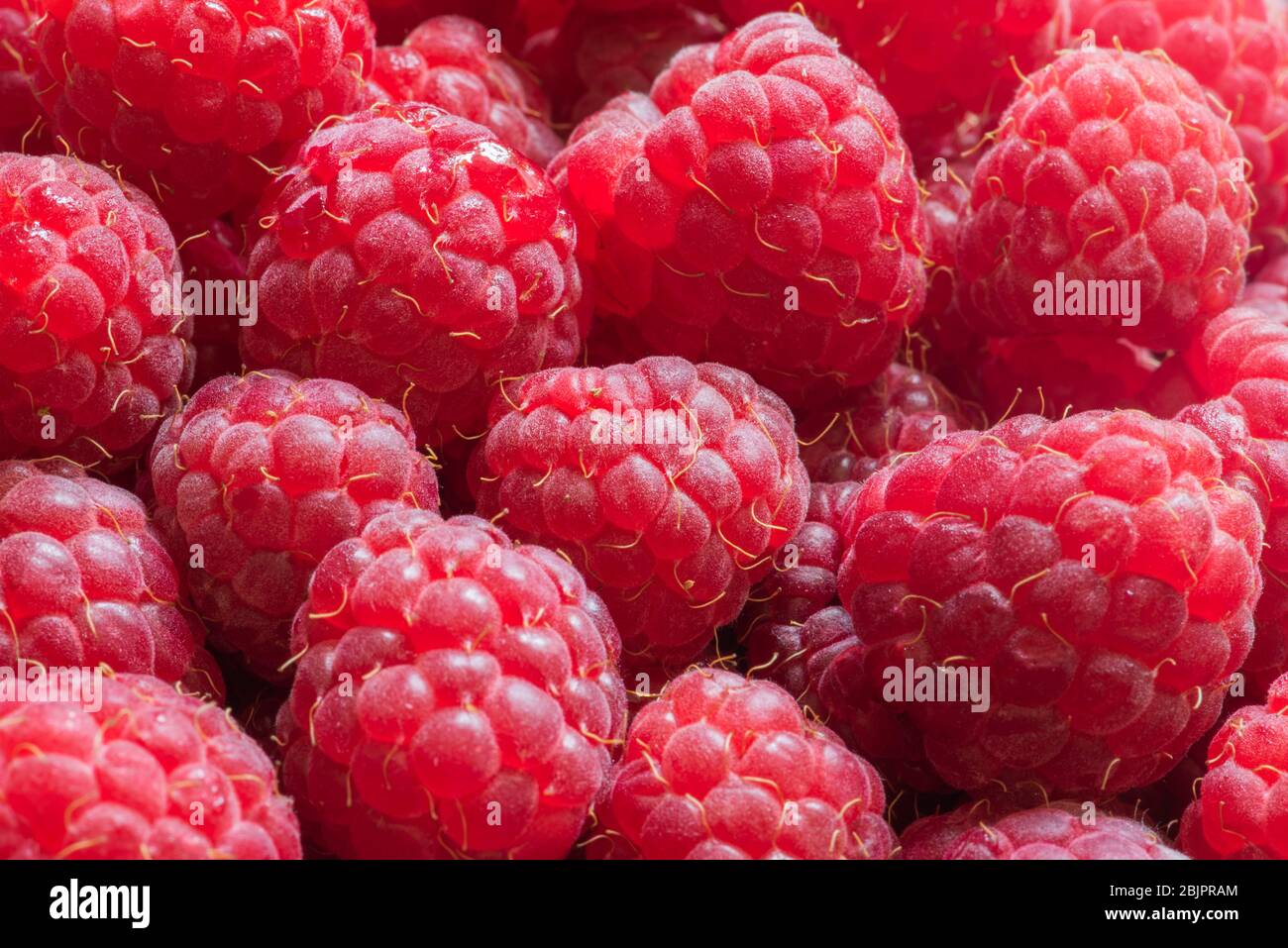 Köstliche rote Himbeeren. Sommerbeeren. Reife Himbeerfrüchte Makro. Natürlicher Hintergrund. Selektiver Fokus. Hintergrund Obst. Stockfoto