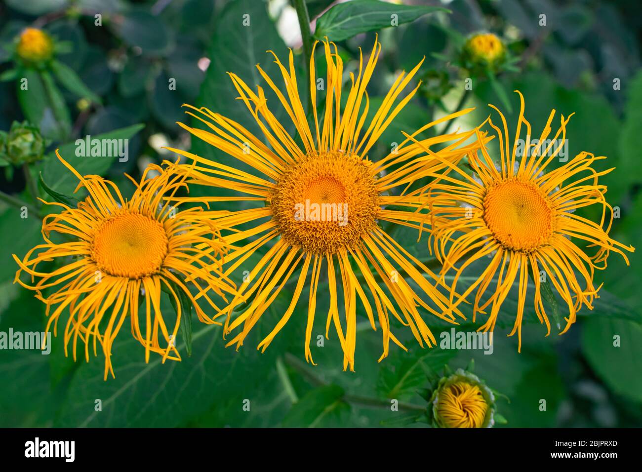 Elecampanblühende Blüten (Inula helenium), mit grünen Blättern Hintergrund Stockfoto
