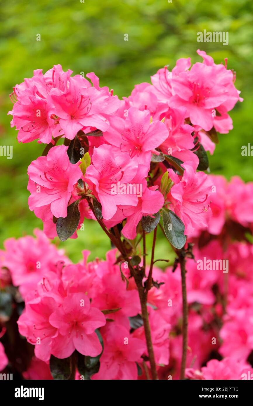 Tiefrosa Blüten von Rhododendron Hybrid ‘Eddy’ Stockfoto