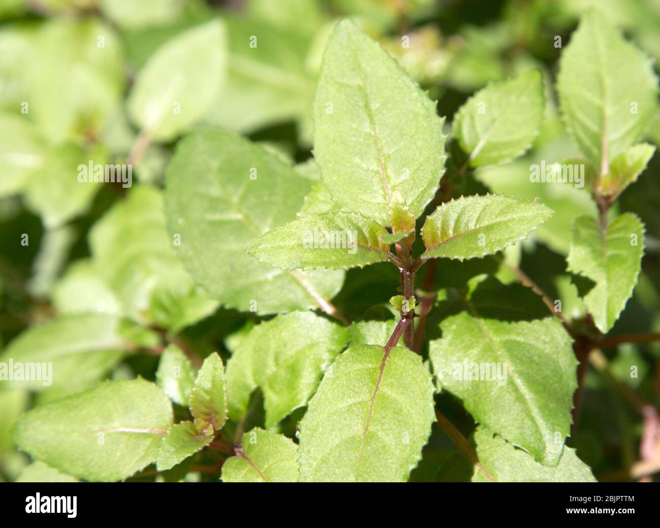 Blätter der Fuschia Pflanze im Londoner Garten Stockfoto